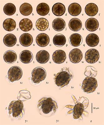 Embryo Development and Effects of Temperature, Salinity, and Light Intensity on Egg Hatching of Calanoid Copepod Bestiolina amoyensis (Calanoida: Paracalanidae)